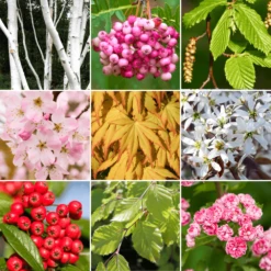 10 X Mixed Landscape Quality Ornamental Trees