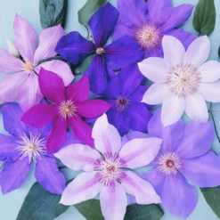 3 X Clematis Mixed Colours LargeFlowering Climber Hardy