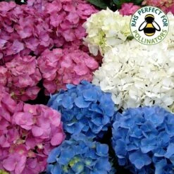 3 X Mixed Hydrangea Macrophylla Deciduous Shrub Hardy