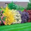 5 X Flowering Hedge Shrubs Colorful Potted Garden Plants