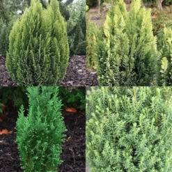 6 X Evergreen Conifer Plant Mix - Hardy Outdoor Garden Shrubs
