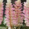 Acanthus Tasmanian Angel