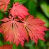 Acer Acontifolium (Various Sizes)
