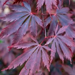 Acer Black Lace (Various Sizes)