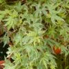 Acer Butterfly (Various Sizes)