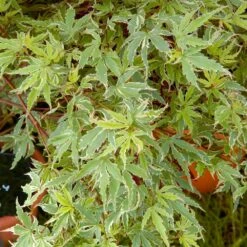 Acer Butterfly (Various Sizes)