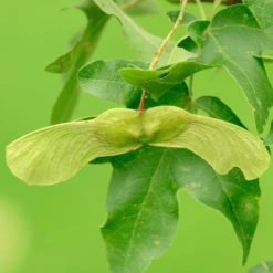 Acer Campestre Tree