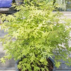 Acer Palmatum Anne Irene (Various Sizes)