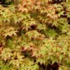 Acer Palmatum - Japanese Maple
