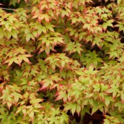 Acer Palmatum - Japanese Maple