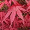 Acer Palmatum Redwine (Various Sizes)