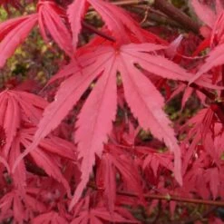 Acer Palmatum Redwine (Various Sizes)