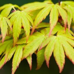 Acer Palmatum Sango-Kaku