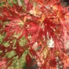 Acer Palmatum Seiryu (9cm)