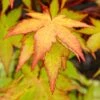 Acer Palmatum Summer Gold (Various Sizes)