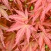 Acer Palmatum Wilsons Pink Dwarf (Various Sizes)