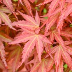 Acer Palmatum Wilsons Pink Dwarf (Various Sizes)