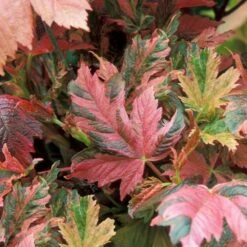 Acer Pseudoplatanus Prinz Handjery (10L, 5-6ft)