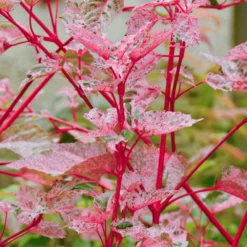 Acer Red Flamingo Tree