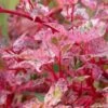 Acer Red Flamingo (Various Sizes)
