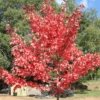Acer Rubrum Fairview Flame Tree