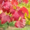Acer Rubrum October Glory Tree