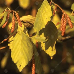Alnus Incana Aurea Tree