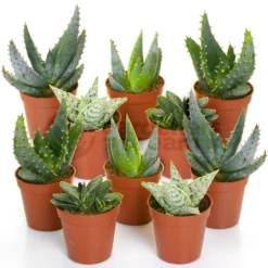 Aloe Vera Mix (10 Plants)
