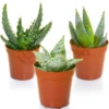 Aloe Vera Mix (3 Plants)