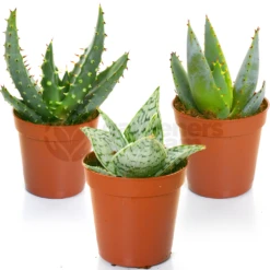 Aloe Vera Mix (3 Plants)