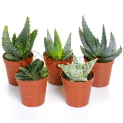 Aloe Vera Mix (5 Plants)