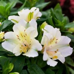 Alstroemeria Colorita Claire