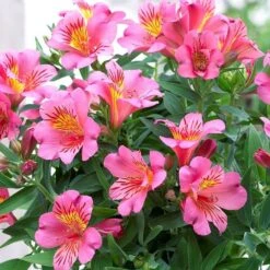Alstroemeria Colorita Eliane