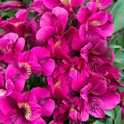 Alstroemeria Colorita Louise