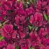 Alstroemeria Dark Purple