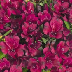 Alstroemeria Dark Purple