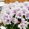 Alstroemeria Inticancha Moon