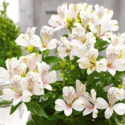 Alstroemeria Inticancha White Magic