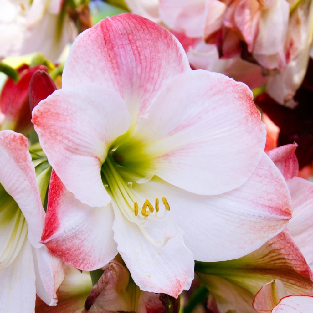 Amaryllis Apple Blossom (Pack Of 1) 1 Amaryllis Apple Blossom (Pack Of 1)