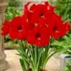 Amaryllis Red Lion (Pack Of 1)
