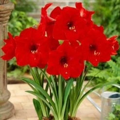 Amaryllis Red Lion (Pack Of 1)