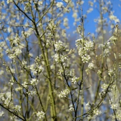 Amelanchier Canadensis October Flame Tree