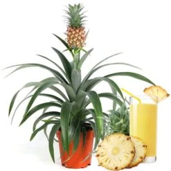 Ananas Comosus Amigo