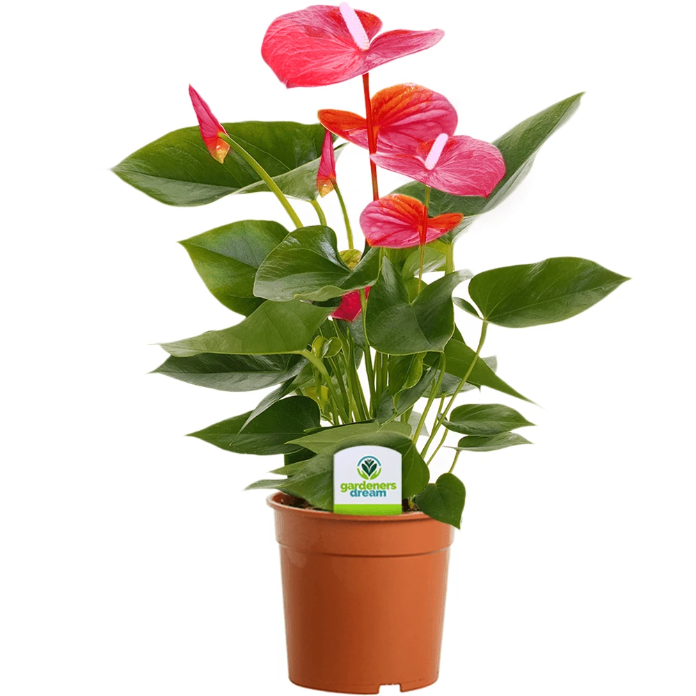 Anthurium Robino Red 1 Anthurium Robino Red