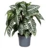 Aphelandra Green