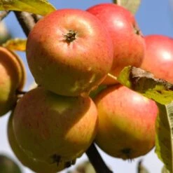 Apple Cox Orange Pippen Tree