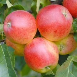 Apple Gala Tree