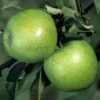 Apple Granny Smith Tree