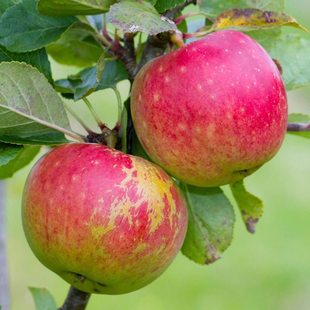 Apple James Grieve Tree 1 Apple James Grieve Tree