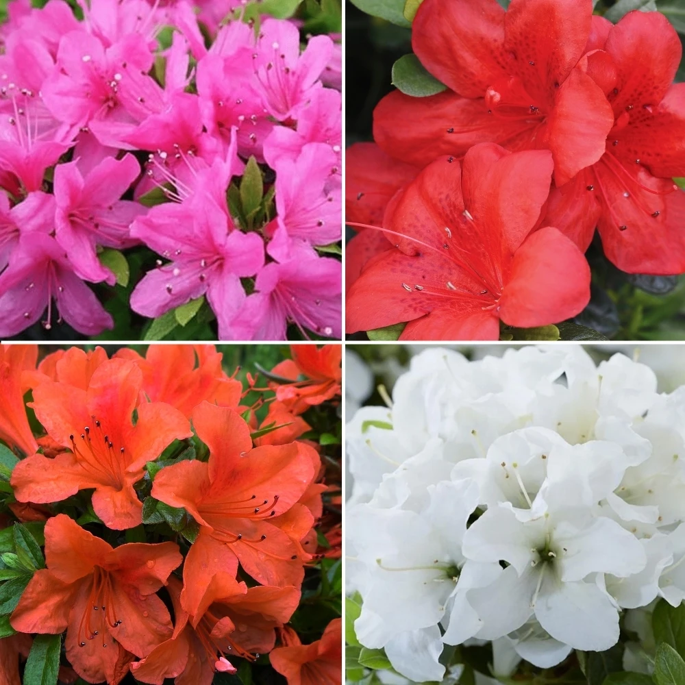Azalea Collection (9cm, Pack Of 4) 1 Azalea Collection (9cm, Pack Of 4)
